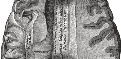 Detailed anatomical illustration of a human brain with labeled parts